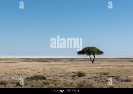 Beau vert solitaire unique acacia dans la savane africaine avec sel blanc pan dans l'arrière-plan et ciel bleu clair aux beaux jours, le Parc National d'Etosha Par Banque D'Images