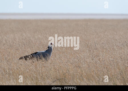 Secrétaire gris oiseau au long de pelouses sèches avec sel blanc pan en arrière-plan avec horizon, Etosha National Park, Namibie Banque D'Images