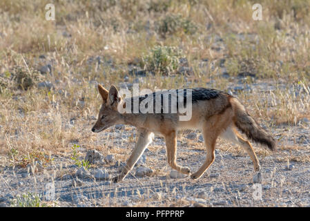 Retour allumé portrait d'une exécution soutenue noir jackal dans les prairies, Etosha National Park, Namibie Banque D'Images