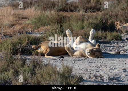 Deux niveaux, lions endormis lying on grass ordinaire, avec les pattes tout en haut dans le ciel à la paisible et très mignon Banque D'Images