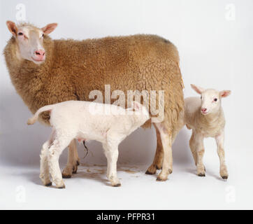 (Ovis aries) et deux agneaux d'agneau Banque D'Images