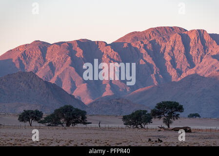 Soleil de montagne magnifiquement éclairé la nuit avec clôture ferme et sombre silhouette arbres en premier plan, le désert de Namib, Namibie Banque D'Images