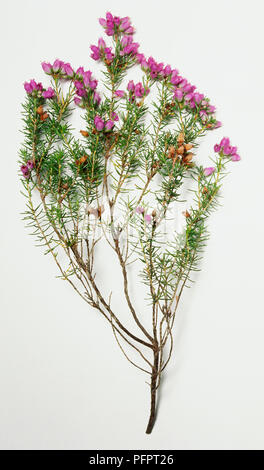 Erica cinerea, Heather Bell, dense arbuste à petites feuilles vertes et compact des grappes de fleurs rose pourpre à l'extrémité. Banque D'Images