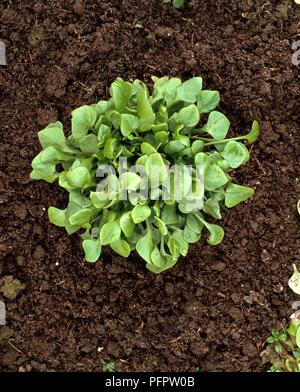 Claytonia perfoliata chez le pourpier d'hiver (de plus en plus dans le sol) Banque D'Images