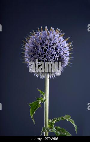 Capitule sphérique de l'Echinops ritro (Globe thistle), close-up Banque D'Images