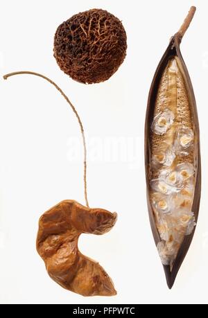 Semences de Detarium senegalense sphérique (L'Arbre à suif), à partir de la gousse oblongue Spathodea campanulata (Flame Tree), et de la gousse incurvée de Faidherbia albida (Pomme-ring acacia) Banque D'Images
