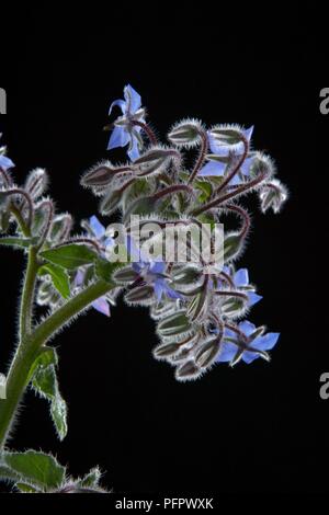 La bourrache (la trientale boréale) montrant le bleu fleurs et bourgeons sur la tige Banque D'Images
