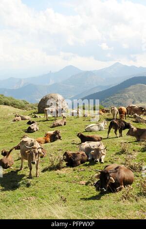 L'Espagne, Cantabria, Puerto de San Glorio, troupeau de vaches dans paysage de montagnes Banque D'Images