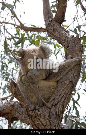 L'Australie, Victoria, Gippsland, Raymond Island, le Koala (Phascolarctos cinereus) sur l'emplacement de l'arbre dans la direction générale Banque D'Images