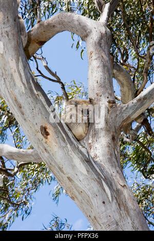 L'Australie, Victoria, Gippsland, Raymond Island, le Koala (Phascolarctos cinereus) sitting on tree Banque D'Images