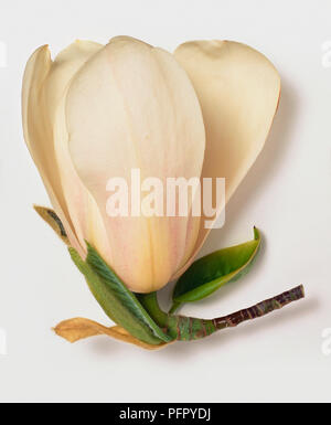 Magnolia x 'veitchii' Isca, fleurs blanc rosâtre, de feuilles et de la tige sur fond blanc Banque D'Images