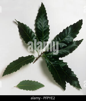 Quercus castaneifolia chêne à feuilles de châtaignier (mince) feuilles vert foncé avec des lobes triangulaires sur tiges, feuilles vert pâle et Banque D'Images