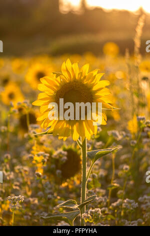 Portrait de tournesol au coucher du soleil Banque D'Images