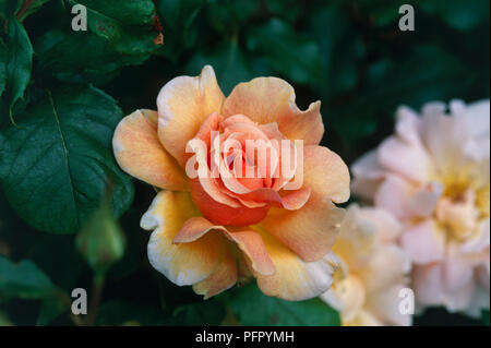 Rosa 'Fragrant Dream', abricot flowerhead, close-up Banque D'Images