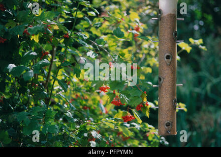Mangeoire de jardin, close-up Banque D'Images