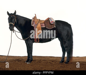 Cheval Noir avec selle western sur Banque D'Images