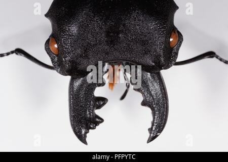 Odontolabis cuvera (Stag Beetle) tête, aux yeux et la mandibule, extreme close-up Banque D'Images