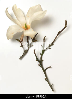 Magnolia salicifolia (magnolia à feuilles de saule), fleur blanche sur la tige et les bourgeons avec tige séparée Banque D'Images