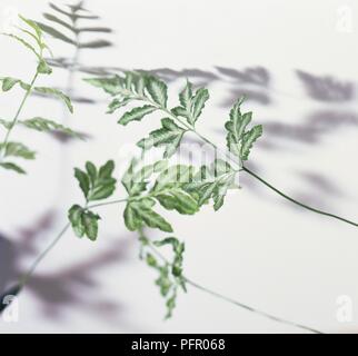 Feuilles panachées vert et blanc avec des ombres sur le mur blanc Banque D'Images