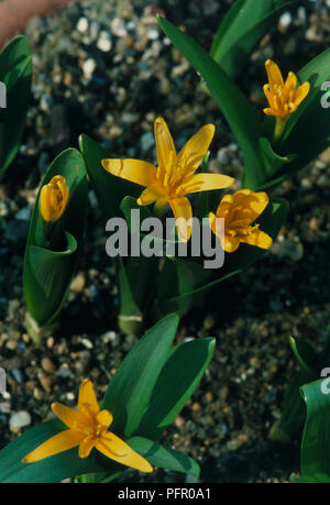 Colchicum luteum à fleurs jaunes et feuilles vertes poussant dans le gravier, close-up Banque D'Images