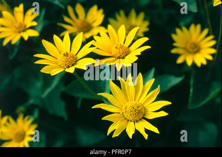 Leucanthemum vulgare (Oxeye daisy), fleurs jaunes Banque D'Images