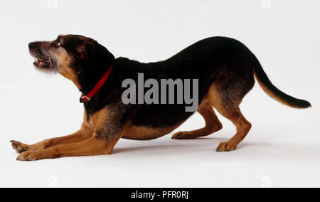 Chien bâtard crouching Banque D'Images