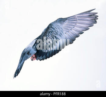 Pigeon (Columba livia) en vol, vue de côté Banque D'Images