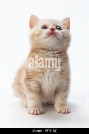 Le gingembre et blanc tabby kitten, looking up Banque D'Images