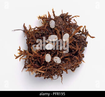 Oeufs d'un escargot (Helix aspersa) dans la mousse humide Banque D'Images