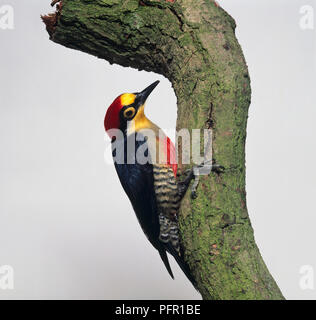 Yellow-Fronted Woodpecker (Melanerpes flavifrons) couvertes de lichen de préhension tree trunk Banque D'Images