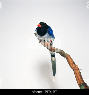 Red-billed Blue Magpie (Urocissa erythrorhyncha) perching on branch Banque D'Images