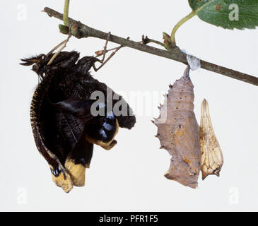 (Nymphalis antiopa Camberwell Beauty) papillon éclos suspendu à une branche et d'une nymphe à côté Banque D'Images