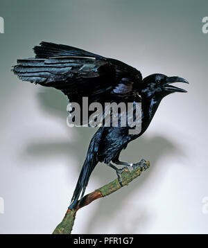 Grand Corbeau (Corvus corax) perching on branch avec ailes déployées et bill ouvrir Banque D'Images