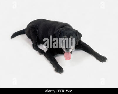 Old black Labrador Retriever dog lying on floor haletant Banque D'Images