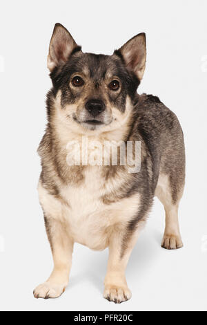 Swedish Vallhund, looking at camera Banque D'Images