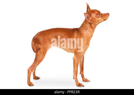 Jouet chien russe (Russkiy Toy, Toy Terrier russe), side view Banque D'Images
