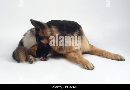 Berger allemand noir et feu dog licking paw Banque D'Images