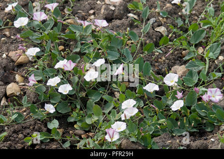 Convolvulus arvensis (liseron des champs), les fleurs et les feuilles des plantes de mauvaises herbes Banque D'Images