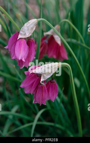 L'oignon Allium narcissiflorum (Narcissus), hochant les fleurs roses, close-up Banque D'Images