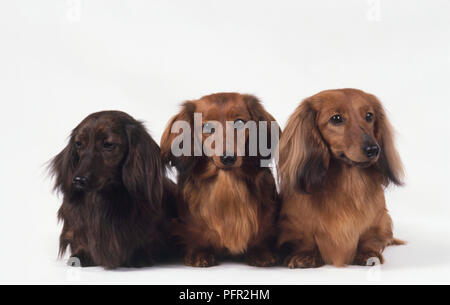 Trois rouges et bruns aux cheveux long Dachshund dog sitting together Banque D'Images
