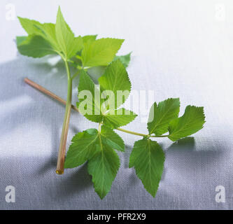 De nouvelles branches de l'Angélique (Angelica archangelica) Banque D'Images