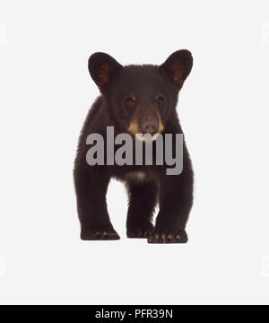 Ours noir (Ursus americanus) cub, front view Banque D'Images