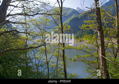 France, Hautes-Alpes, Parc National des Ecrins (Parc National des Écrins), arbres surplombant le lac et montagnes boisées Banque D'Images
