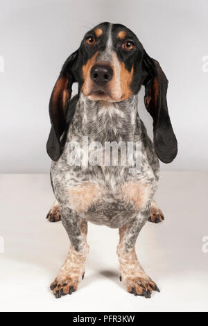 Basset Bleu de Gascogne, 20 mois, femme Banque D'Images