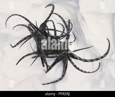 Usine d’aloès Banque D'Images