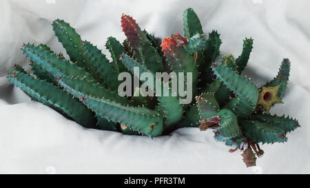 Huernia thuretii, plante succulente avec des pics soudains, court le long des bords de ses feuilles Banque D'Images