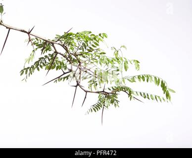 Épines d’Acacia Banque D'Images