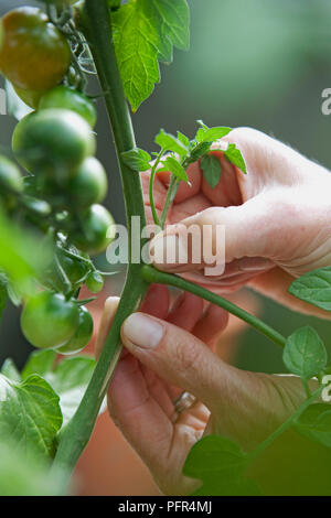 Côté pinçant shoots off plant de tomate, Tomate 'Gardener's Delight', close-up Banque D'Images