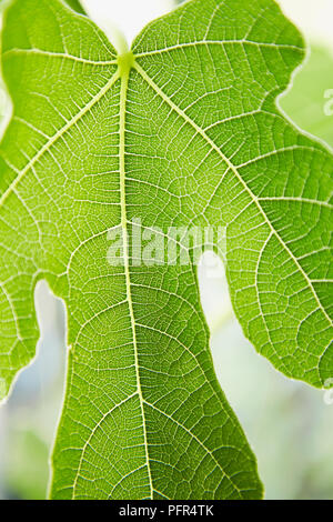 Nervures de feuille de figuier, Ficus carica Banque D'Images