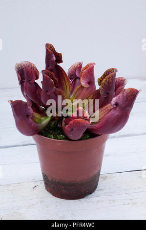 Close up de plante carnivore Sarracenia, Banque D'Images